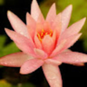 Meet your Posher, Emma